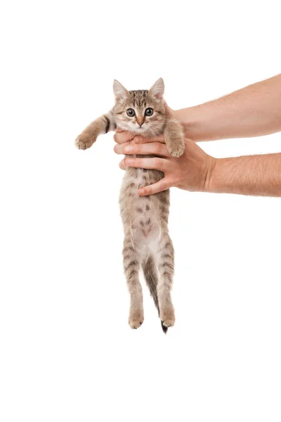 Katje in man's handen — Stockfoto