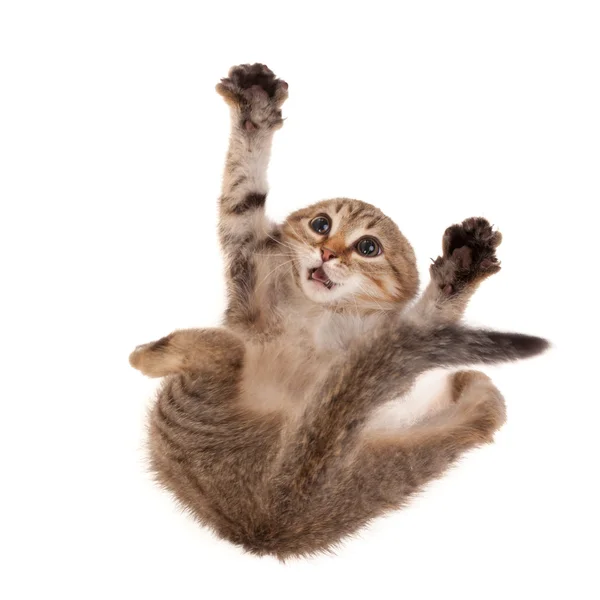 Scared kitten — Stock Photo, Image