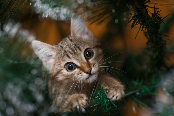 Кот залезает на дерево

