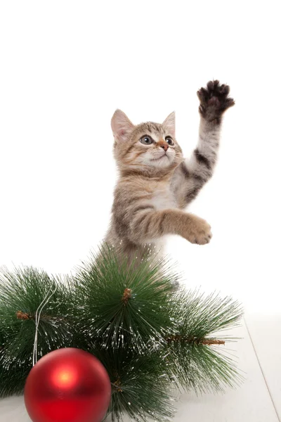 Kitten playing with red ball and twig of fir — Stock Photo, Image