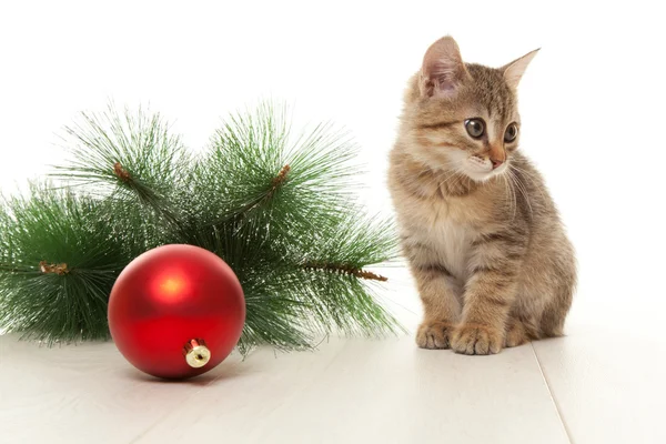 Kitten met een Nieuwjaars-bal — Stockfoto