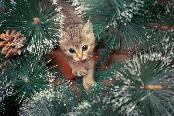 Gatinho bonito com abeto — Fotografia de Stock