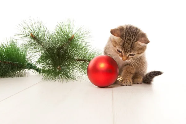 Gatinho com uma bola de ano novo — Fotografia de Stock