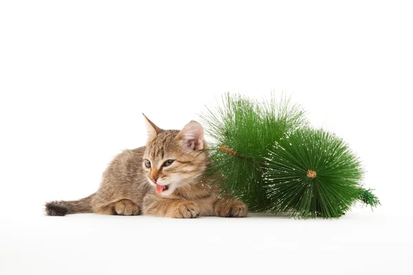 Cat tasting a New Year tree — Stock Photo, Image