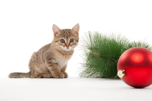 Cat with a new year ball — Stock Photo, Image