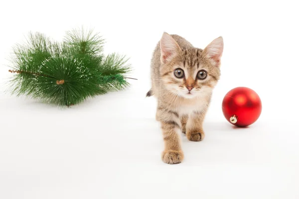 Gatto con una palla di nuovo anno — Foto Stock