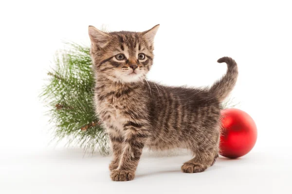 Гордый котёнок с новогодними украшениями — стоковое фото