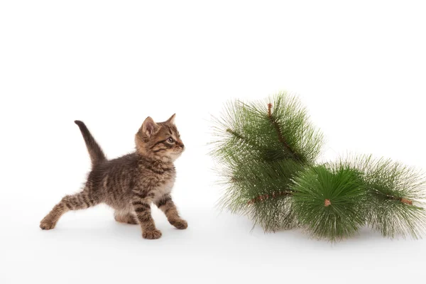 Gatinho em pé perto do galho do pinheiro — Fotografia de Stock