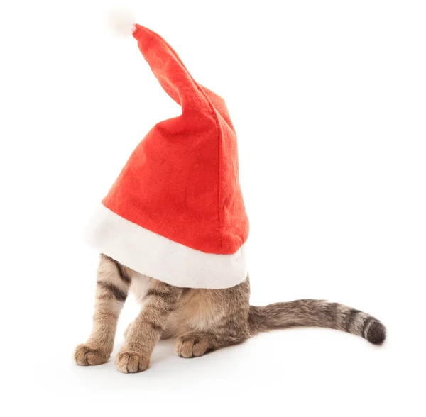 Cat stuck at Santa's hat on white — Stock Photo, Image