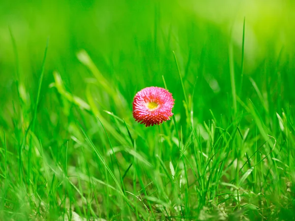 Photo of marguerite with green grass — Stock Photo, Image