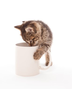 kahve fincanı ile yavru kedi