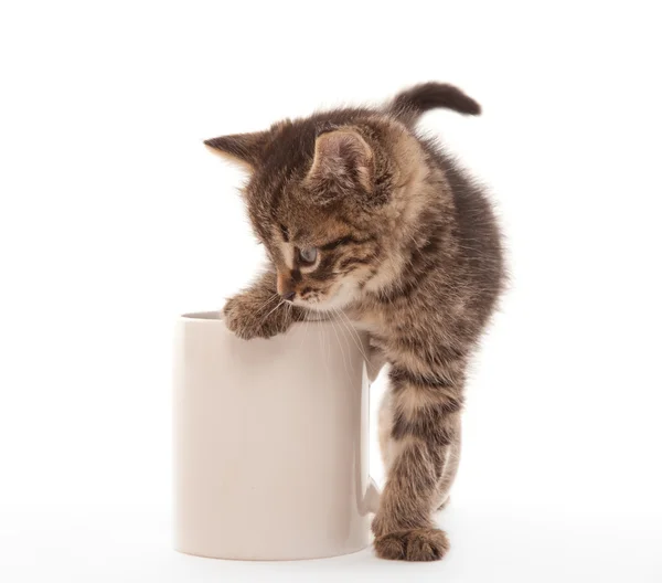 Kitten with coffee cup — Stock Photo, Image