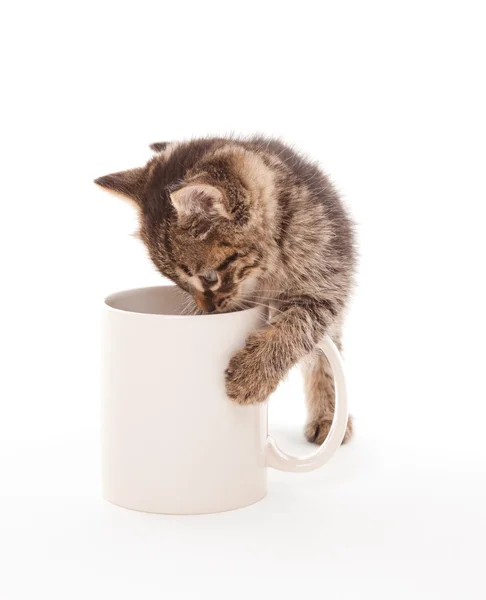 Kitten met koffiekopje — Stockfoto