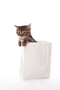 beyaz kağıt oynayan yavru kedi