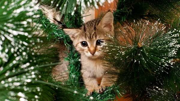 Грустный котёнок на новогоднем дереве — стоковое фото