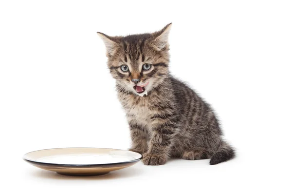 Kitten met zure room op zijn lippen — Stockfoto