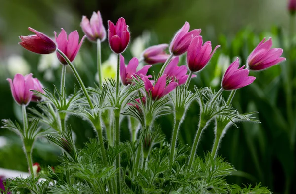 Foto van sneeuwklokjes tegen groen gras — Stockfoto