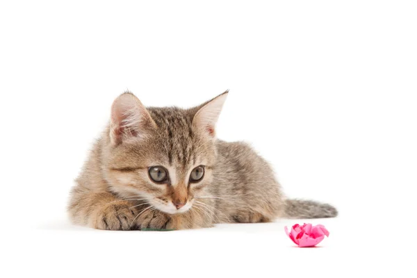 Kitten isoalted on white — Stock Photo, Image