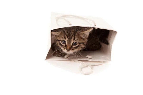 Gatinho brincando com papel branco — Fotografia de Stock