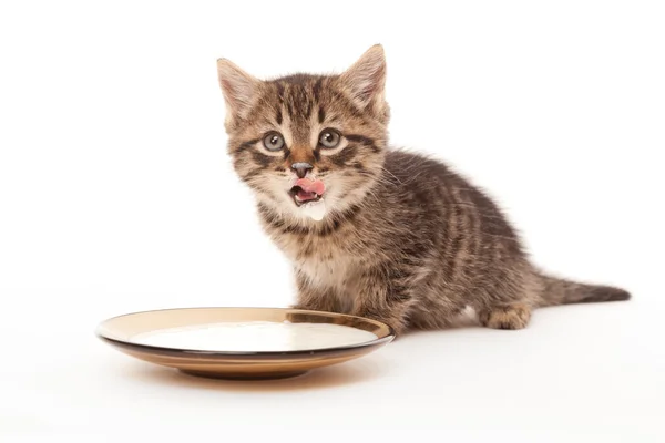 Gatito golpea los labios con crema agria — Foto de Stock