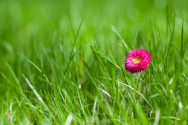 Картина маргарита з зеленою травою (фокус на квітці ) — стокове фото