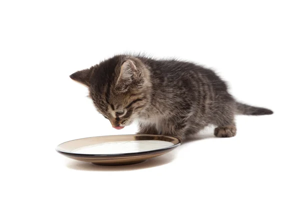 Gatito con plato de crema agria — Foto de Stock