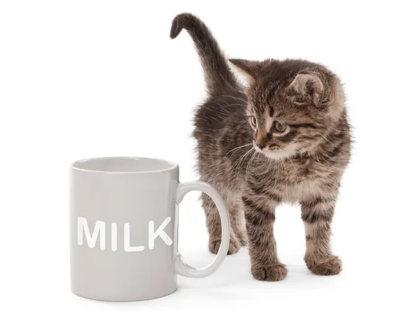 Chaton avec tasse blanche — Photo