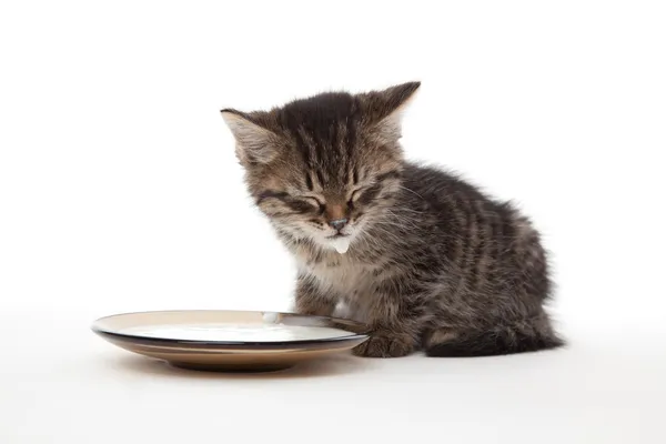 Gattino con piatto di panna acida — Foto Stock