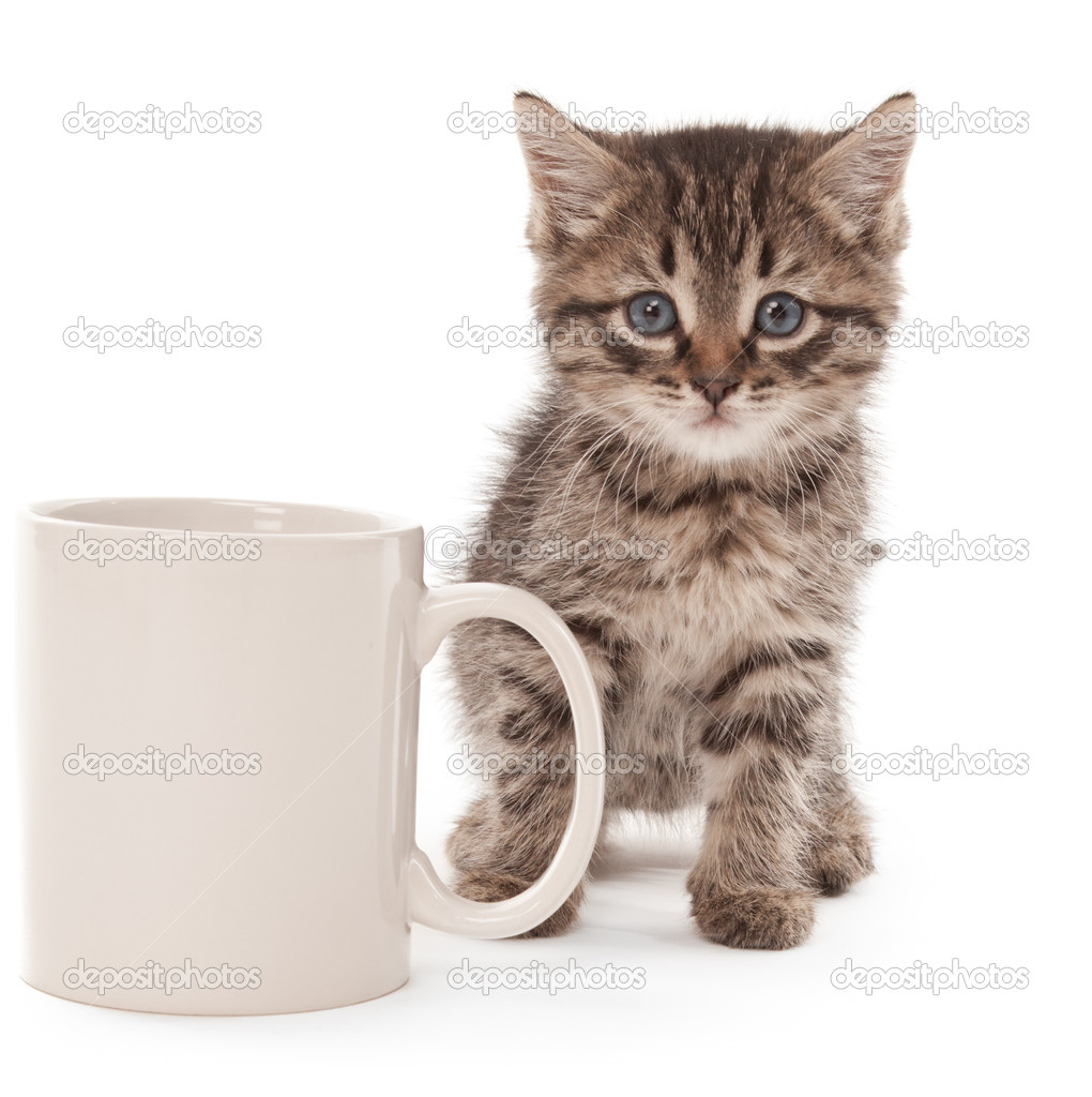 Kitten with coffee cup 