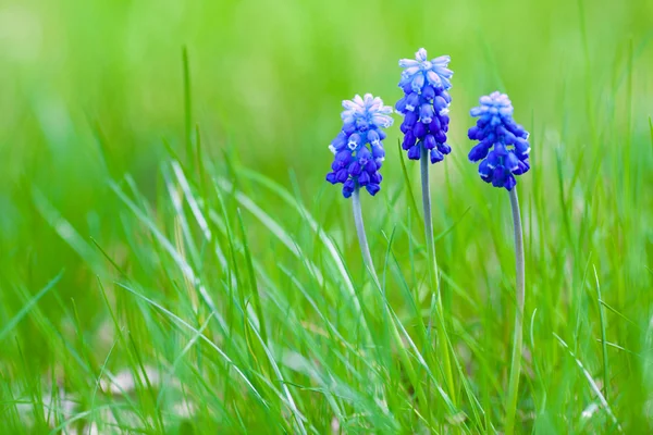 Picture of muscari with green grass — Stock Photo, Image