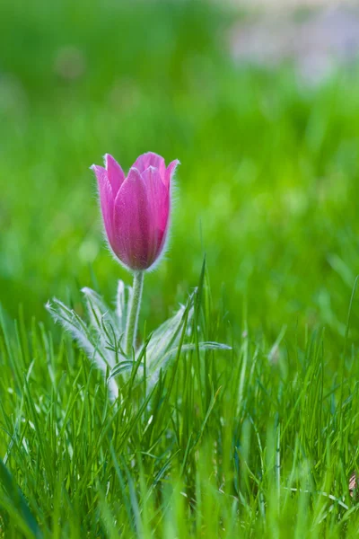 Photo of snowdrop against green grass (focus on a flower) — Stock Photo, Image