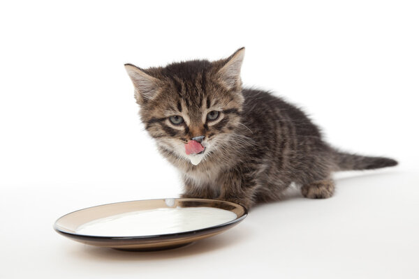 Kitten with plate of sour cream 
