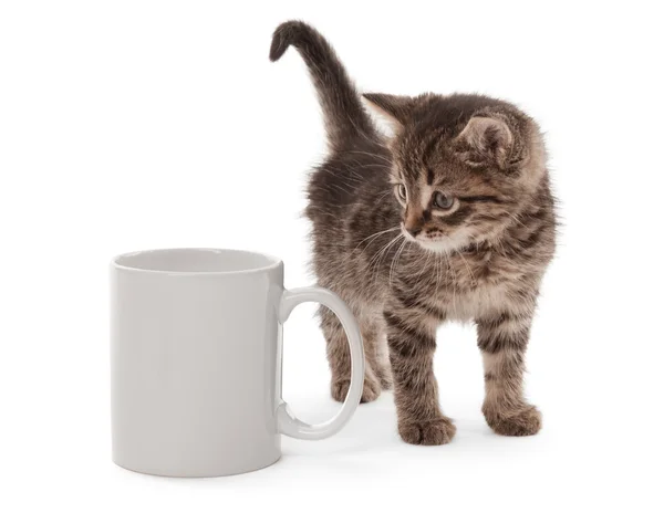 Chaton avec tasse blanche — Photo