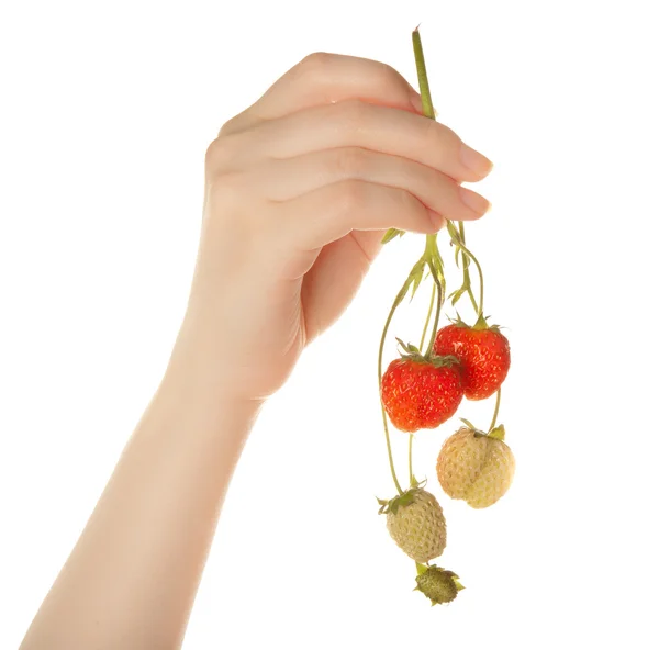 Woman's hands with strawberry — Stock Photo, Image