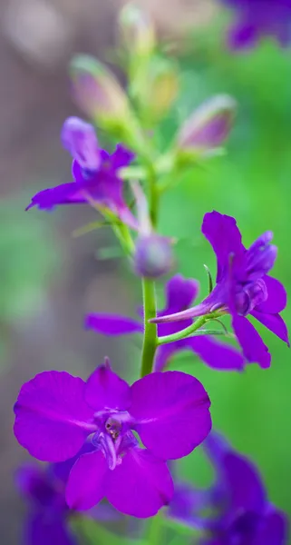 Wild flowers on green background — Stock Photo, Image