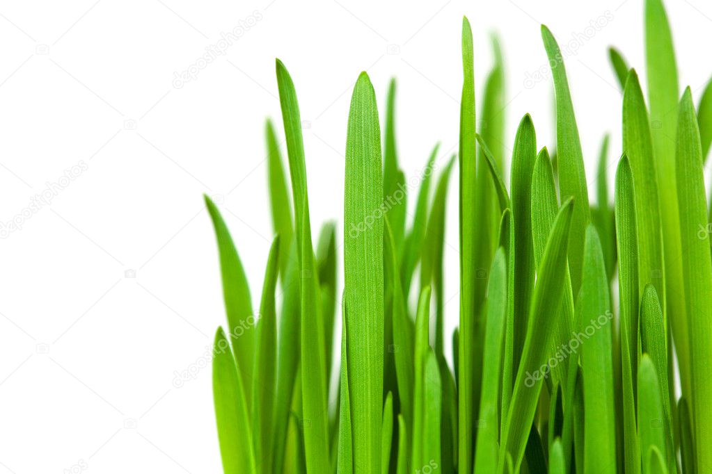 Green grass isilateg on white. macro