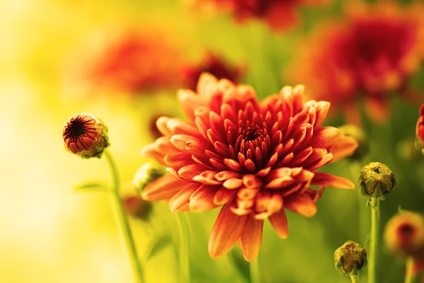 Chrysanthème automnal coloré fleur — Photo