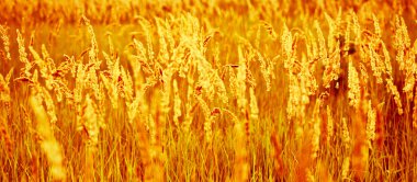 bir bloominggrass sarı spikelets