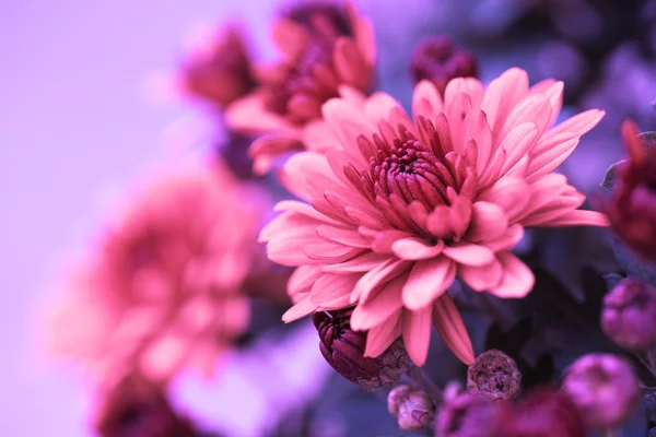Bunte herbstliche Chrysanthemen — Stockfoto