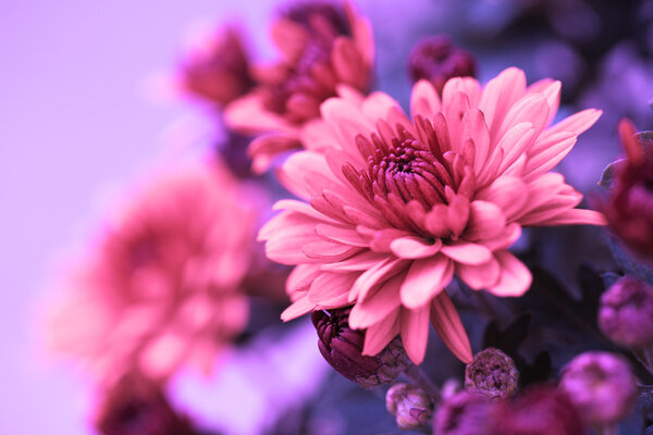 Colorful autumnal chrysanthemum