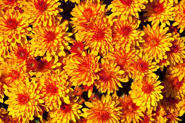 Colorful autumnal chrysanthemum — Stock Photo, Image