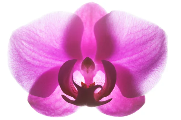 Jedna růžová orchidej izolovaných na bílém — Stock fotografie