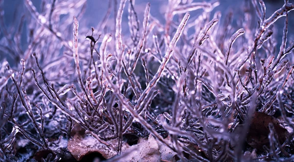 Vinter. Blue grass i isen — Stockfoto