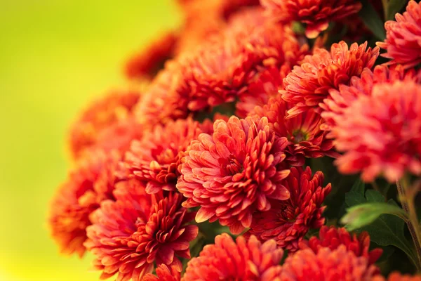 Chrysanthème automnal coloré — Photo