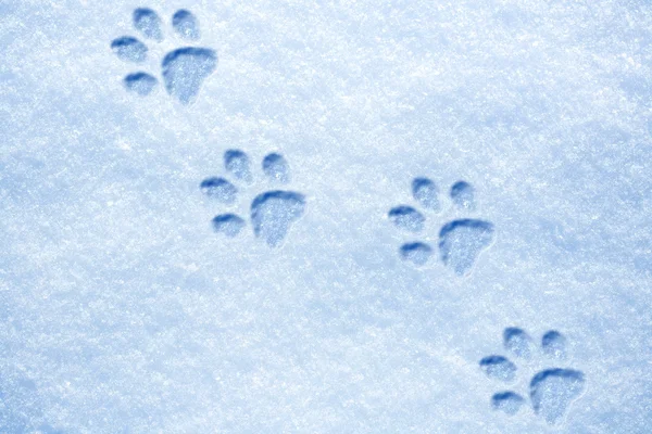 Pata de gato rastros en la nieve — Foto de Stock