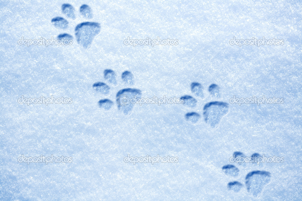 Cat paw tracks on the snow — Stock Photo © titov 17682947