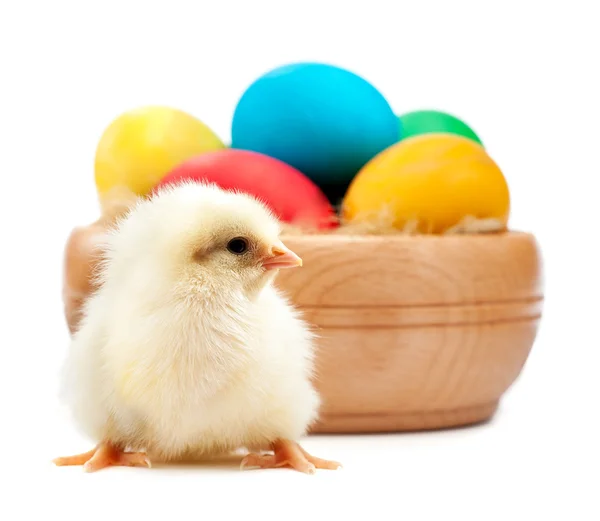 Poule jaune aux œufs de Pâques. isolé — Photo