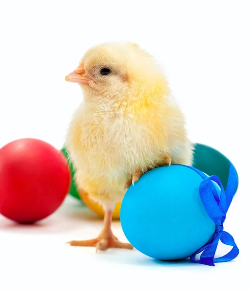 Small yellow chick with easter eggs. isolated — Stock Photo, Image