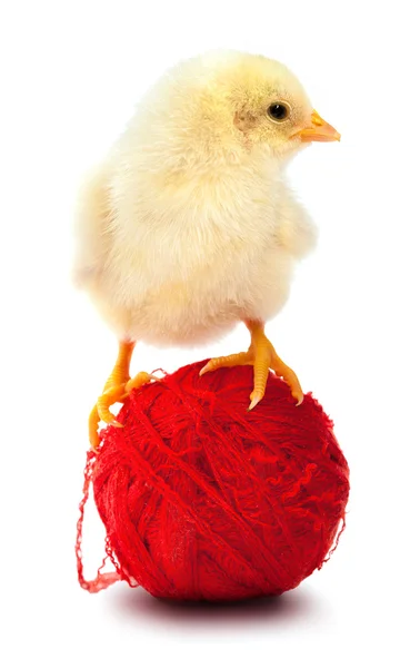 Ball of yarn and chicken isolated on a white — Stock Photo, Image