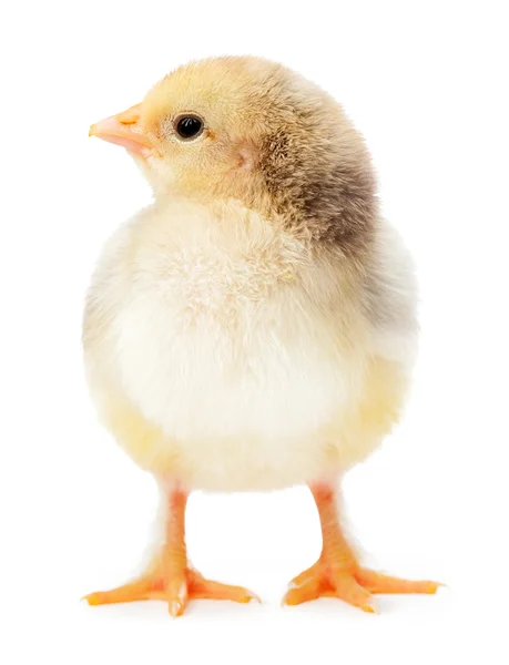 Yellow chicken isolated on a white — Stock Photo, Image